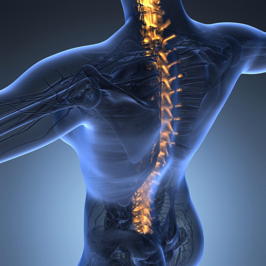 Patologías de la columna vertebral ¿cómo prevenir el dolor?